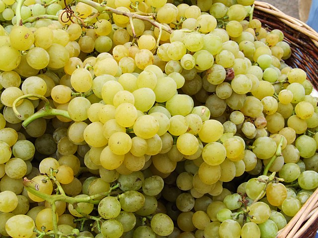 'Palatina', a Hungary grape