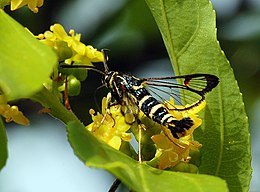 Üvegszárnyú lepke krisztustövis (Paliurus spina-christi) virágán