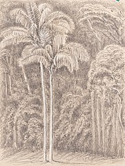 Palm Trees - & Virgin Wood from our Window - Presidencia Petropolis 10th Janº 1855