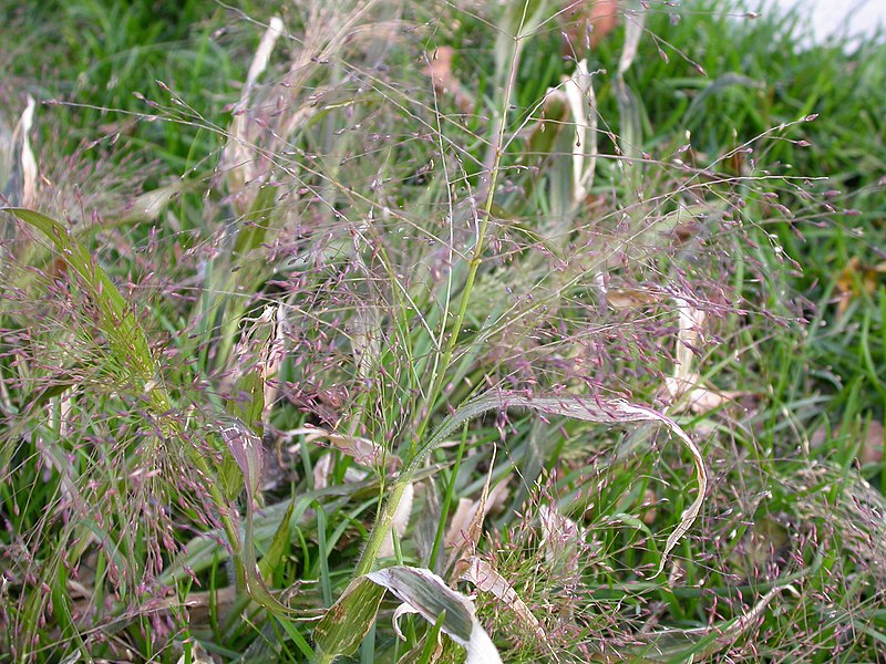 File:Panicum capillare (3813116278).jpg