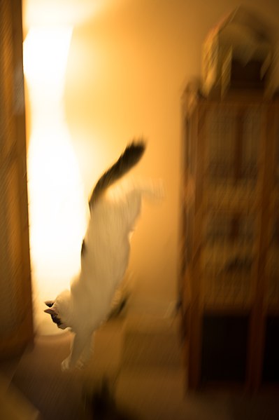 File:Panning of a cat (8960144457).jpg