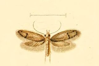 <i>Pantacordis scotinella</i> Species of moth