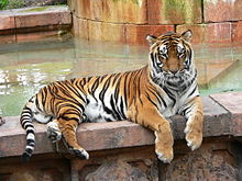 Panthera tigris5.jpg