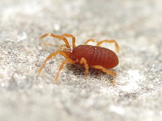 <span class="mw-page-title-main">Ebrosiro coiffaiti</span> Species of harvestman/daddy longlegs