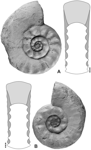 <i>Paratirolites</i> Genus of molluscs (fossil)