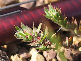 <i>Paronychia franciscana</i> Species of plant