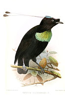 "Parotia duivenbodei"