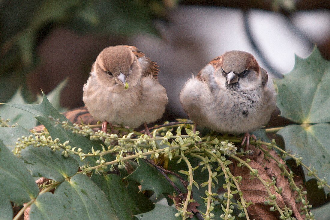 File:Passer domesticus (11).jpg