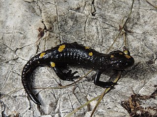 <i>Salamandra atra pasubiensis</i> Subspecies of amphibian