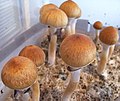 Psilocybinhaltige Pilze enthalten Psilocybin und Psilocin