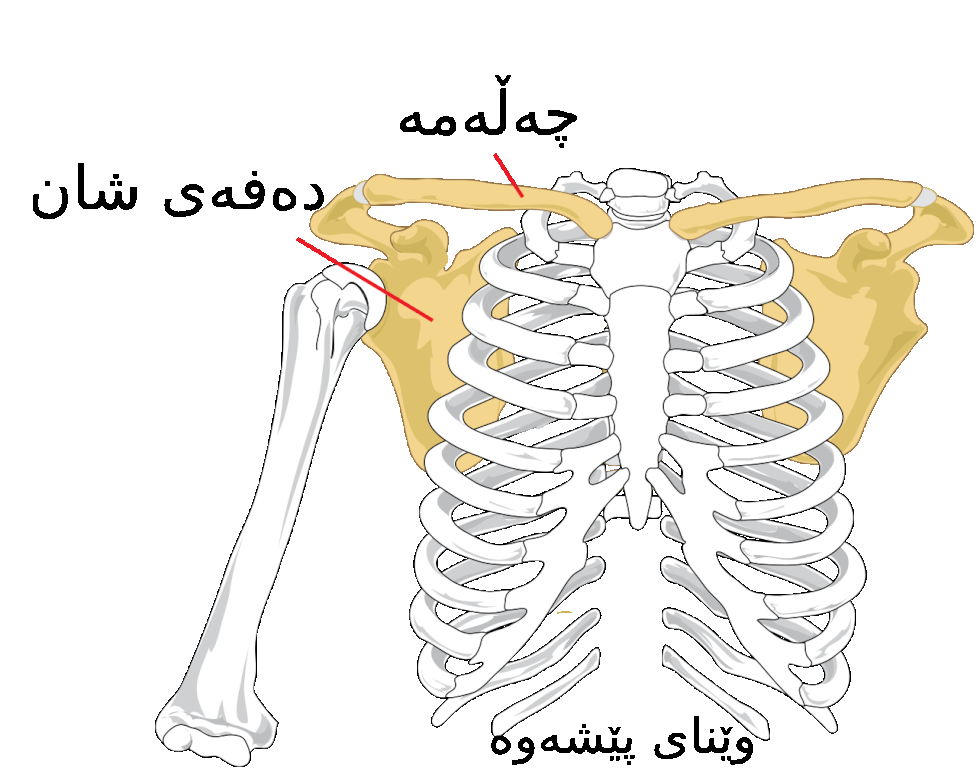 File:Pectoral girdle front Diagram in kurdish language.gif