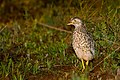 Male; Deniliquin, NSW