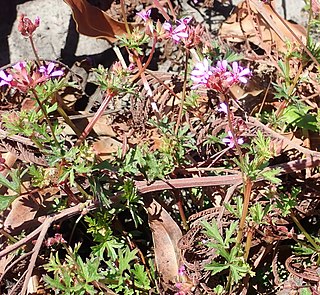 <i>Pelargonium grossularioides</i> Species of flowering plant