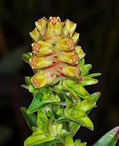 Penaea cneorum ssp. gigantea