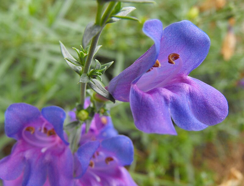 Penstemon Azureus