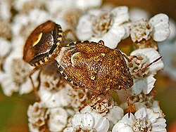 Pentatomidae - Staria lunata.JPG