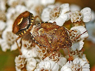 <i>Staria lunata</i> Species of true bug