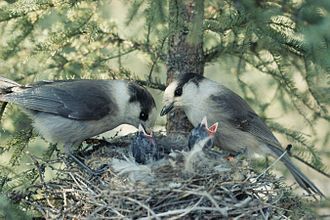 Canada jays (Perisoreus canadensis) feeding offspring at the nest Perisoreus canadensis feeding at nest.jpg