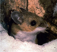 Deer mouse Peromyscus maniculatus.jpg