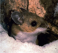 Peromyscus maniculatus.jpg