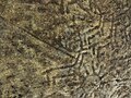 * Nomination Detail of Petroglyphs Gurita I - Porto do Son, Galicia (3000 b.C) --Lansbricae 16:00, 1 November 2009 (UTC) * Decline could someone please provide a description in English? --Mbdortmund 16:33, 1 November 2009 (UTC) It says : Detail of the petroglyphs of the panel (board) number 1 of A Gurita. Deers' herds and sun motif. Parish of Baroña , Porto do Son, A Coruña, Spain. Bronze age --Grez21:57, 1 November 2009 (UTC) Thank´s Grez. Podría añadirse a la descripción, "después de limpiado trás los incendios de 2006"--Lansbricae 00:50, 8 November 2009 (UTC) I don't understand what I see. I miss a scale. Is that an aerial picture or a macro? Where are the deers? --Ikiwaner 14:06, 14 November 2009 (UTC) It´s a detail of this panel File:Petroglifos da Gurita I - Baroña - Porto do Son - A Coruña.jpg--Lansbricae 19:30, 14 November 2009 (UTC)