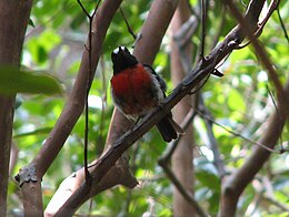 Description de l'image Petroica multicolor -Norfolk Island, Australia-8.jpg.