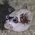 * Nomination Masked puffer (Arothron diadematus), Red Sea, Egypt --Poco a poco 17:14, 23 July 2023 (UTC) * Promotion Good quality. --Аныл Озташ 19:01, 23 July 2023 (UTC)