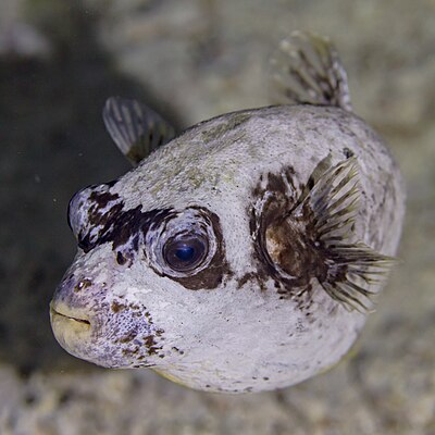 Masked puffer (Arothron diadematus), Red Sea, Egypt.