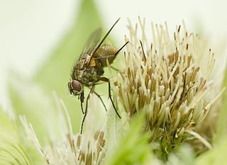 <i>Phaonia angelicae</i> Species of fly