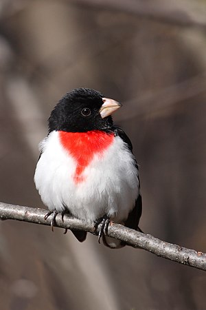 Rose-breasted Grosbeak