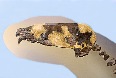Fossil skull of Pliophoca etrusca Phocidae - Pliophoca etrusca.JPG