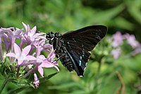 Phocides pigmalion dalam Rahasia Woods.JPG