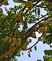 Fruits on the branch