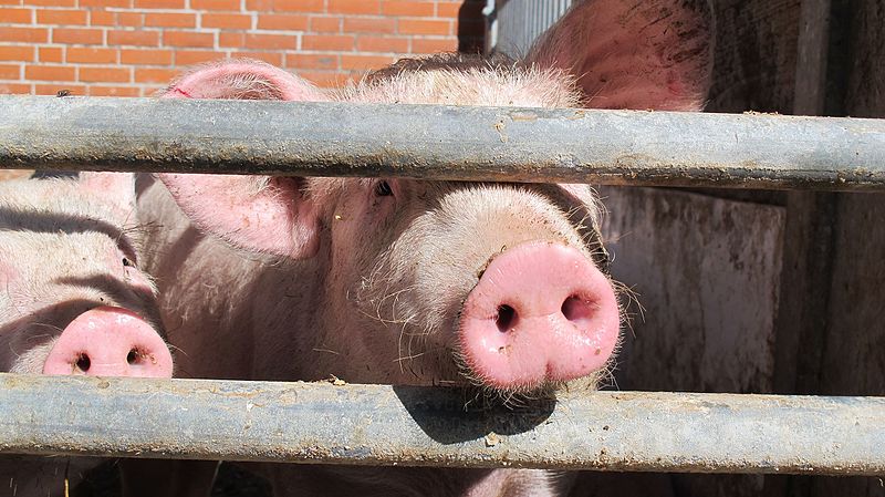 File:Pigs in organic farm - Maack - 201306.jpg