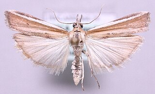 <i>Pima</i> (moth) Genus of moths