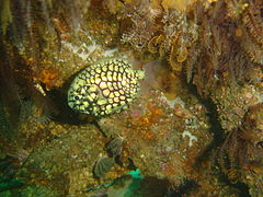 Occasionally visitors from warmer waters like this Pineapple fish will find their way to Long Beach
