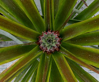 Pineapple plant, Ananás Santo António, Ponta Delgada , São Miguel Island, Azores, Portugal