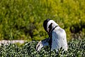 * Nomination African penguin (Spheniscus demersus), Boulders Beach, Simon's Town, South Africa --Poco a poco 20:39, 4 November 2018 (UTC) * Promotion  Support Good quality. --Ermell 23:14, 4 November 2018 (UTC)