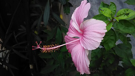 Pink Hibiscus at Sakherbazar ,Kolkata.jpg