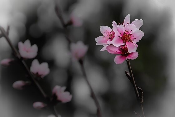 Pink blossom of a peach tree (location: Graz, Austria), early spring.