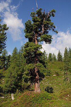 Pinus cembra20080705. jpg