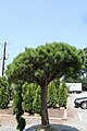 Lajike Pinus densiflora ’Umbraculifera Compacta’.