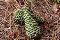 Mature unopened female cones