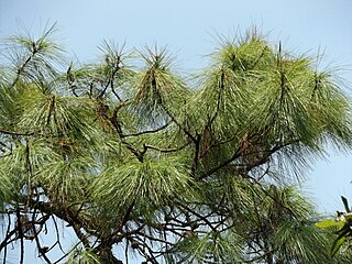 <i>Pinus vallartensis</i> Species of conifer