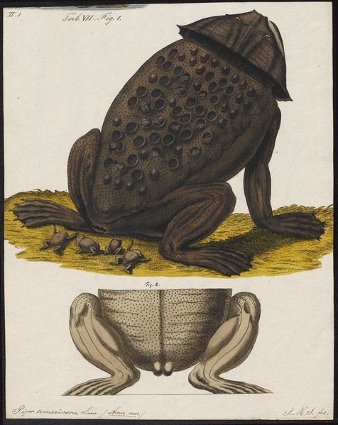 File:Pipa americana - 1700-1880 - Print - Iconographia Zoologica - Special Collections University of Amsterdam - UBA01 IZ11500261.tif