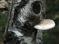 Piptoporus Betulinus.jpg