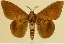 Tab.1-08-Lasiocampa heres = Lechriolepis heres (Schaus, 1893) .JPG