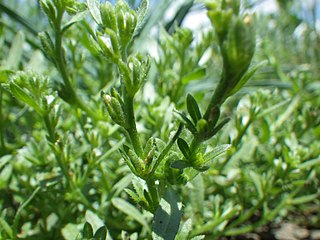 <i>Plagiobothrys leptocladus</i> species of plant