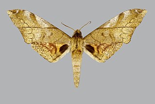 <i>Platysphinx constrigilis</i> Species of moth