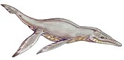 Pliosaurus PliosaurusDB12.jpg